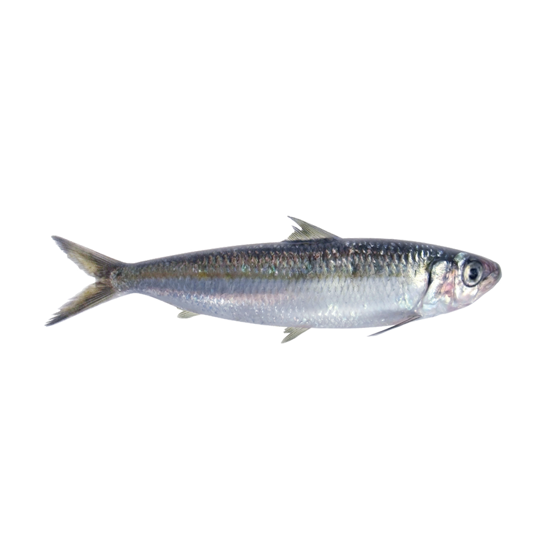 Sardina_aurita